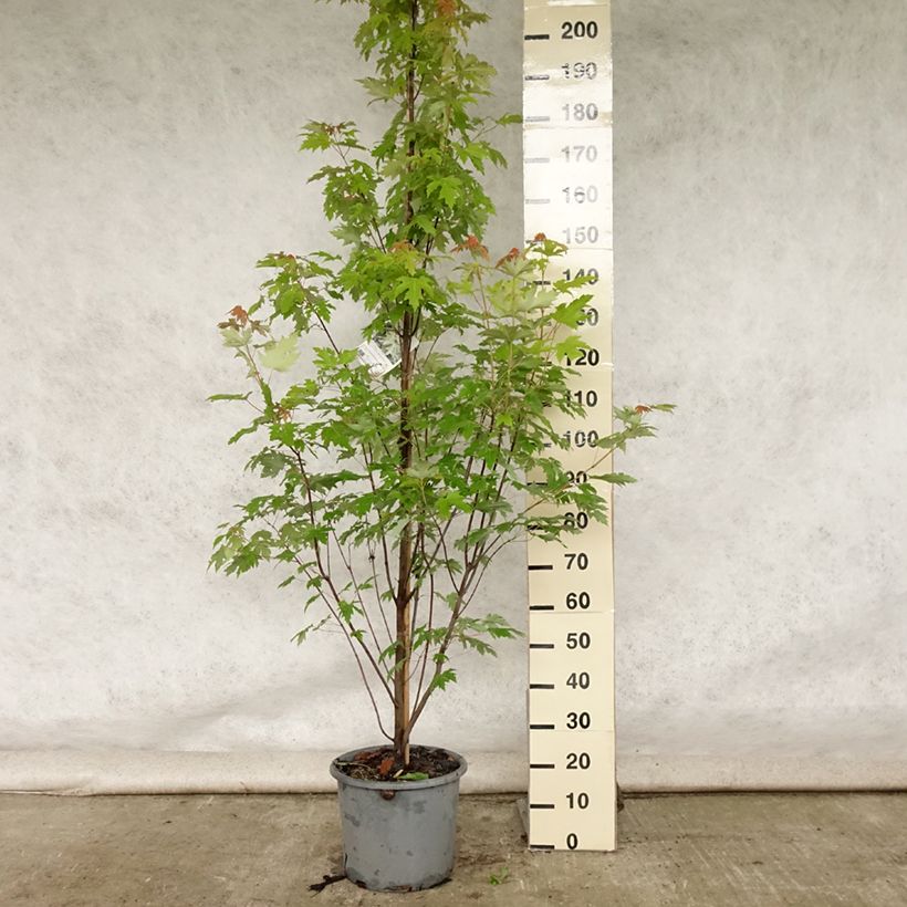 Example of Acer saccharinum Pyramidale - Érable argenté Pot de 12L/15L as you get in ete