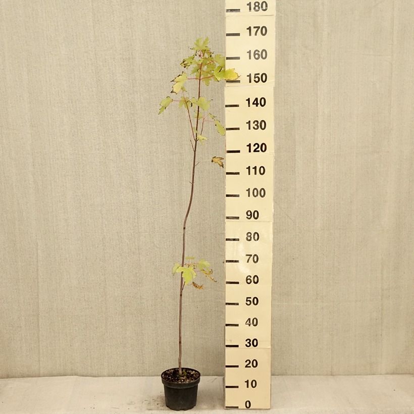 Example of Acer saccharinum Pyramidale - Érable argenté Pot de 3L/4L as you get in automne