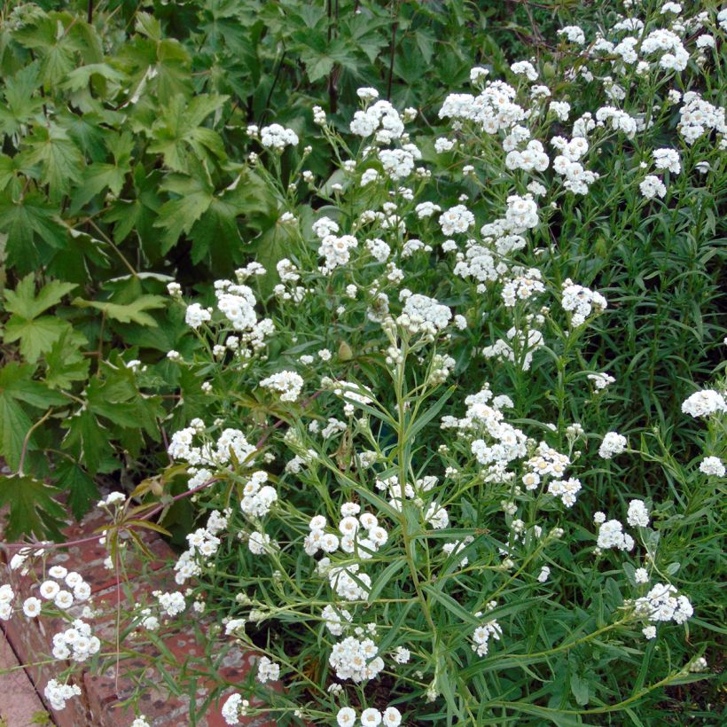 Achillée ptarmica The Pearl (La Perle) (Plant habit)