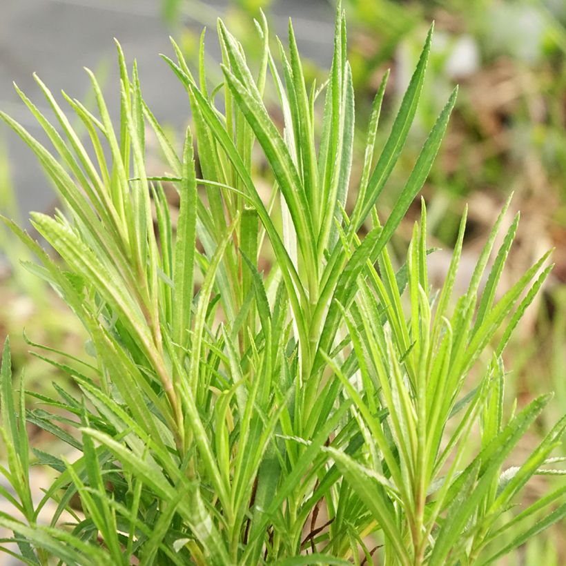 Achillea ptarmica - Bouton-d'argent (Foliage)