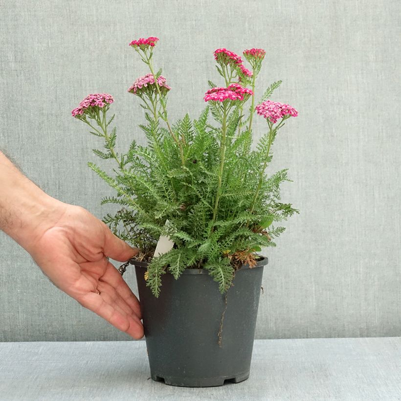 Example of Achillée millefeuille Saucy seduction Pot de 2L/3L as you get in ete