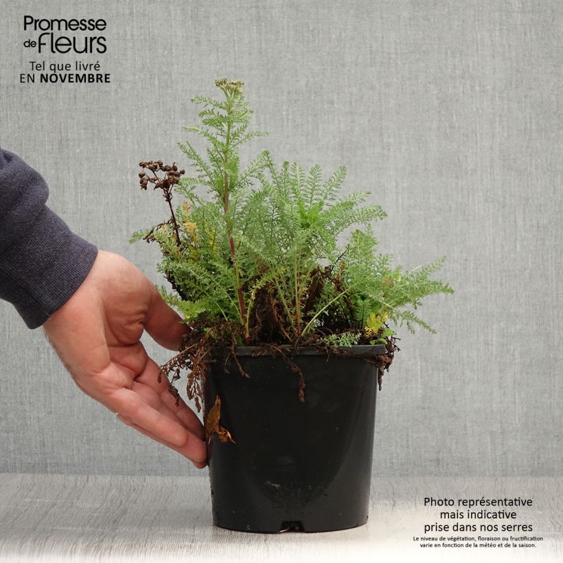 Example of Achillée millefeuilles Apricot Delight (Tutti frutti) - Achillea millefolium Pot de 2L/3L as you get in automne