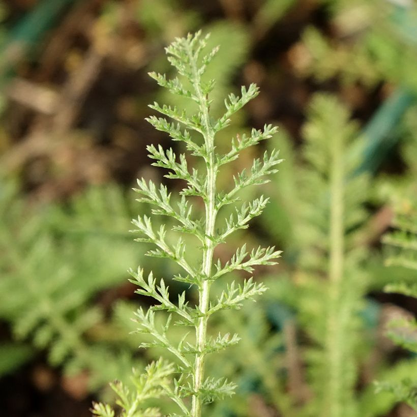 Achillée millefolium Peachy Seduction (Foliage)