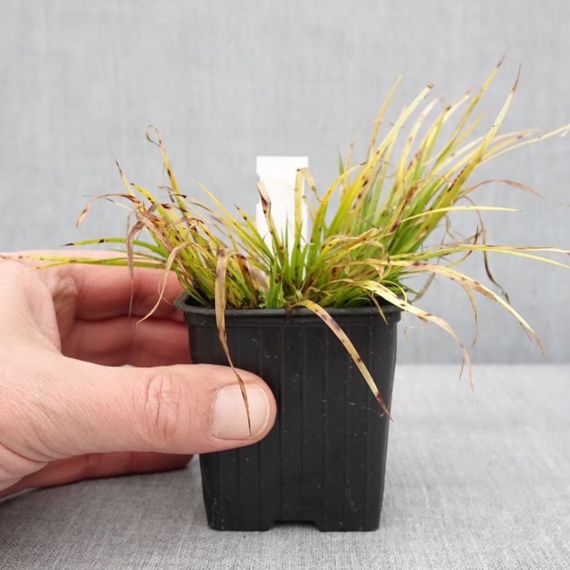 Example of Acorus gramineus Hakuro Nishiki - Jonc japonais doré Godet de 8/9 cm as you get in hiver