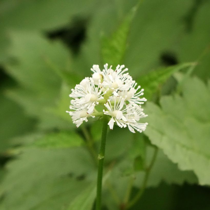 Actaea pachypoda Misty Blue - Actée à gros pédicelles (Flowering)