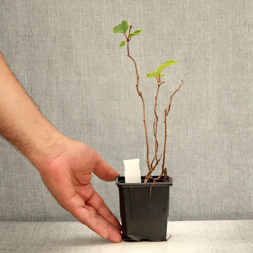 Example of Kiwi arguta Domino (femelle) - Kiwai - Actinidia arguta Pot de 10 cm/11cm as you get in ete