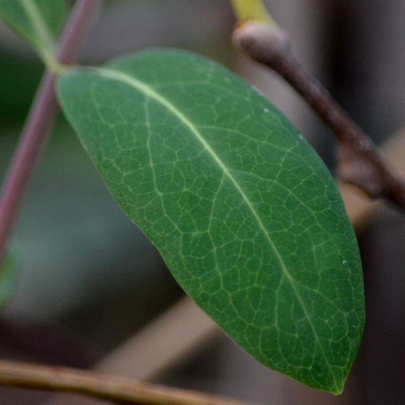 Actinidia kolomikta - Kiwi d'ornement (Foliage)
