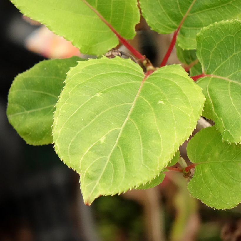 Actinidia kolomikta Red Beauty - Kiwi d'ornement femelle (Foliage)