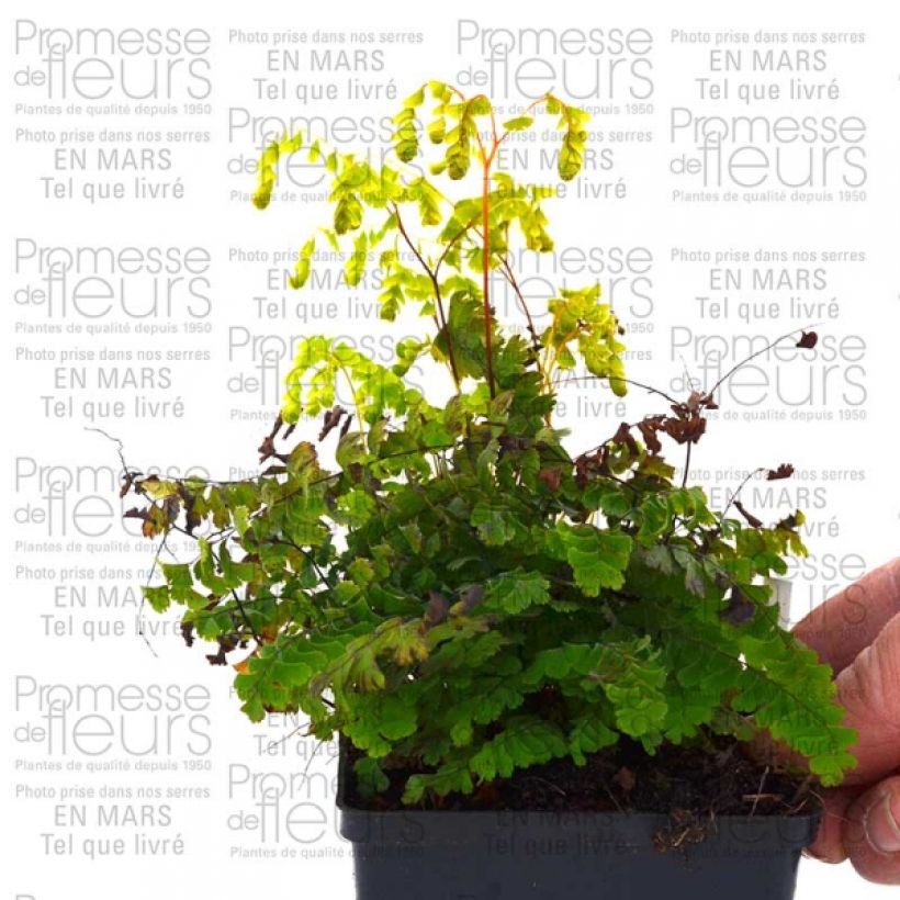 Example of Adiantum pedatum Imbricatum - Fougère capillaire Godet de 8/9 cm as you get