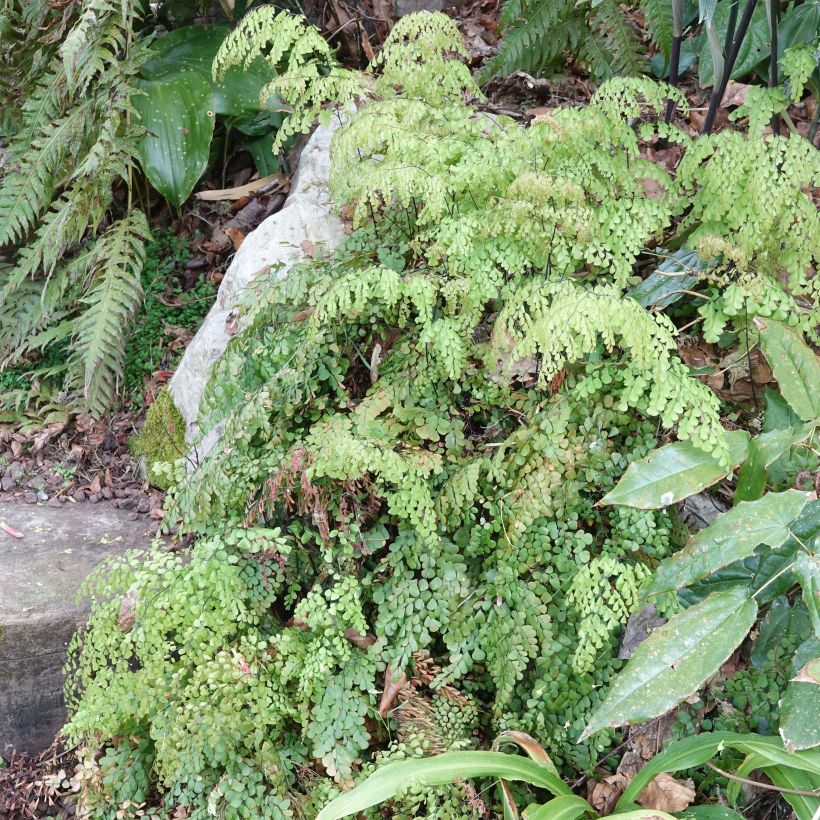 Capillaire élégante - Adiantum venustum (Plant habit)