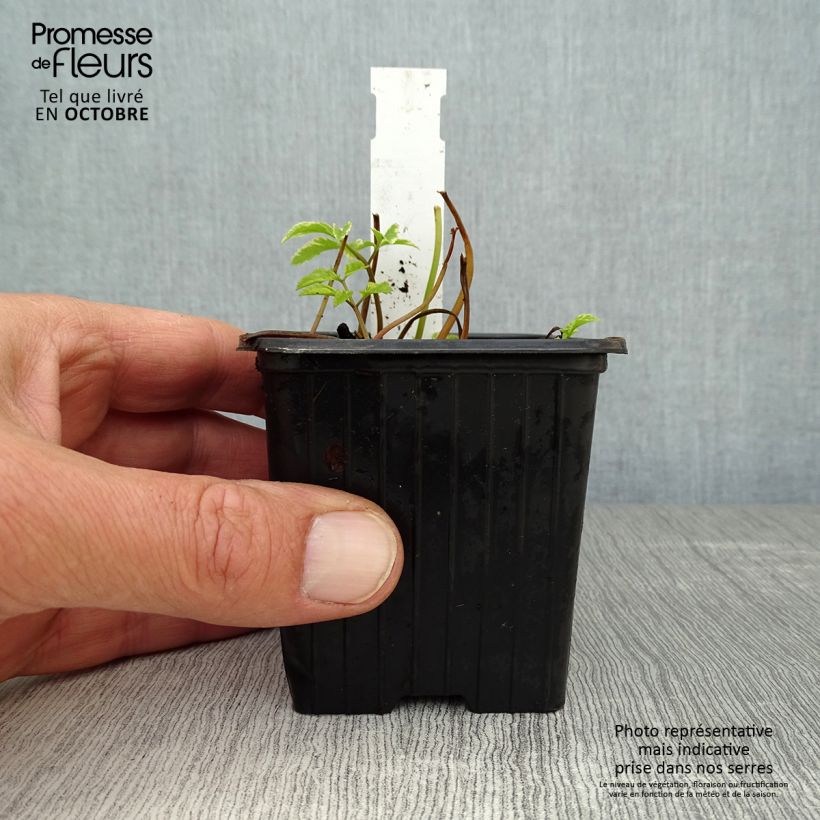 Example of Aegopodium podagraria Variegata - Herbe aux goutteux panachée Godet de 7/8 cm as you get in automne