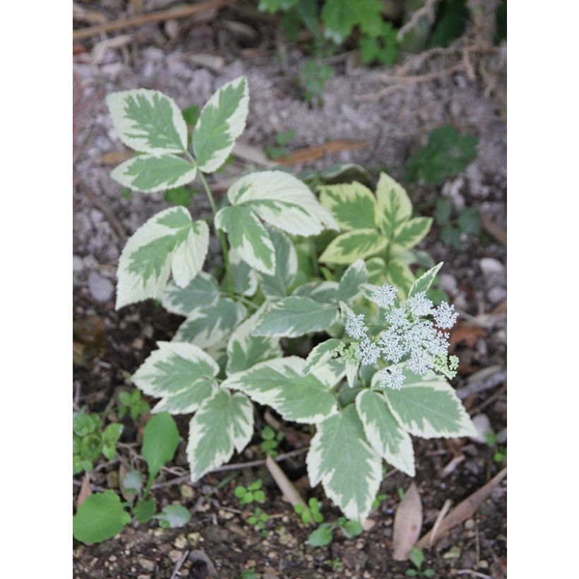 Aegopodium podagraria Variegata - Herbe aux goutteux panachée (Flowering)