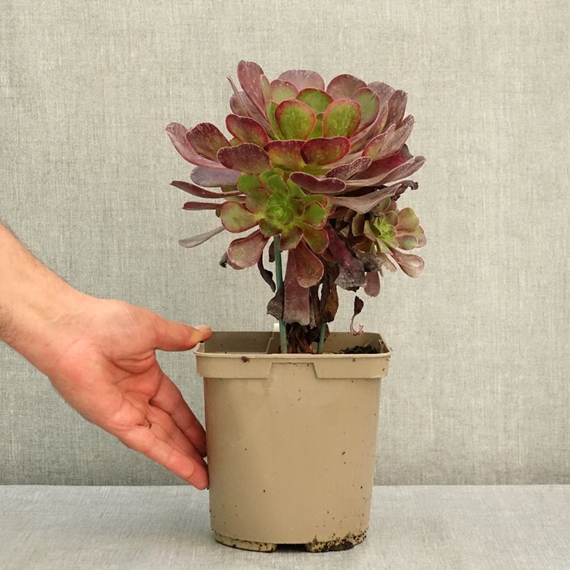 Example of Aeonium arboreum Kilimandjaro- Aeonium en arbre Pot de 3L/4L as you get in ete