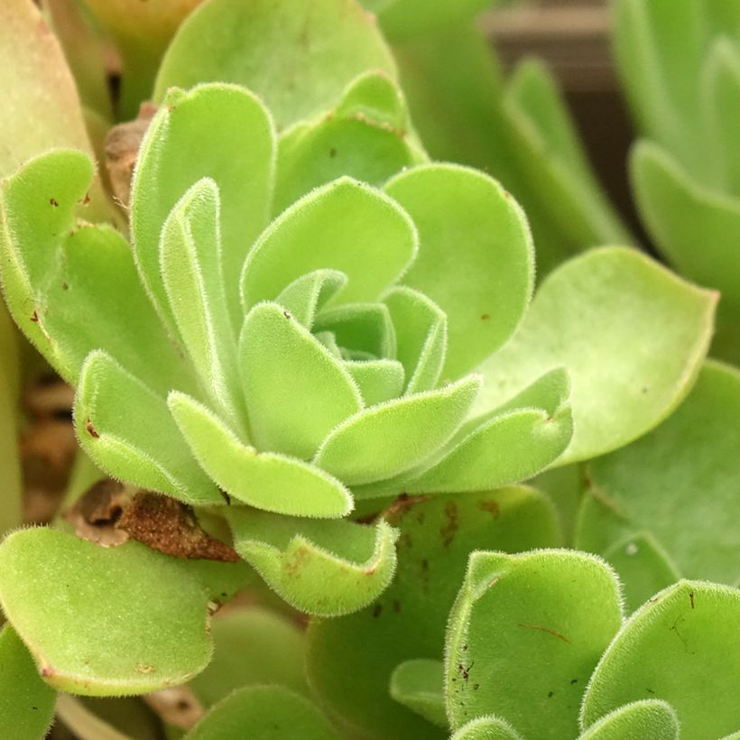 Aeonium Goblin (Foliage)