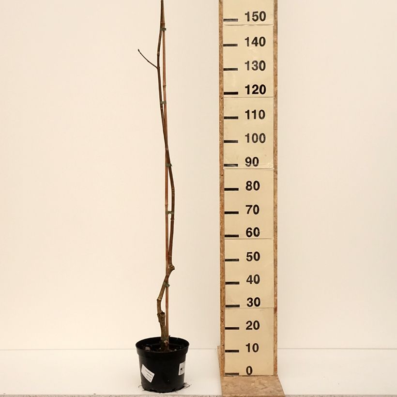 Example of Aesculus x dallimorei - Marronnier chimère de Dallimore Pot de 4L/5L as you get in hiver