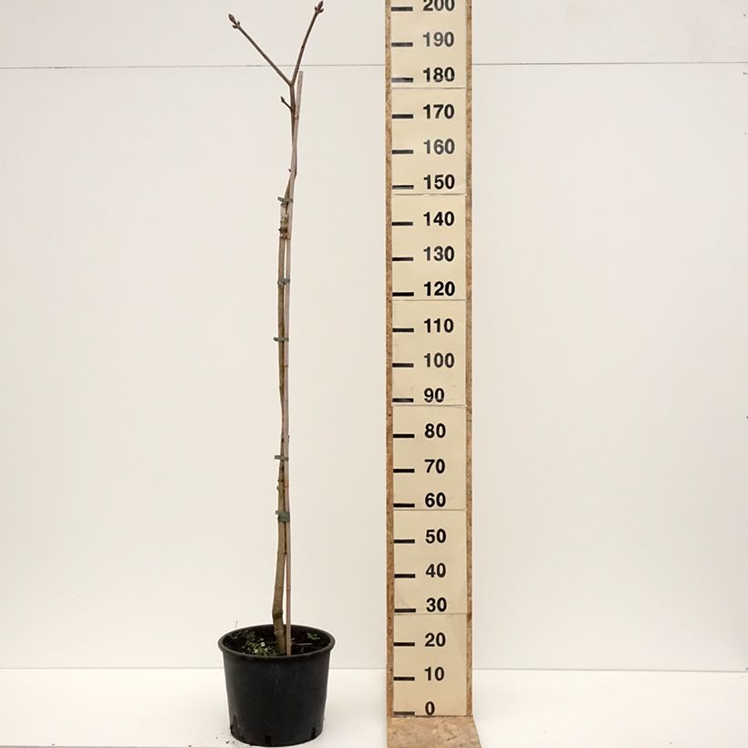 Example of Aesculus flava - Pavier, Marronnier jaune Pot de 20L/25L, Tige as you get in hiver