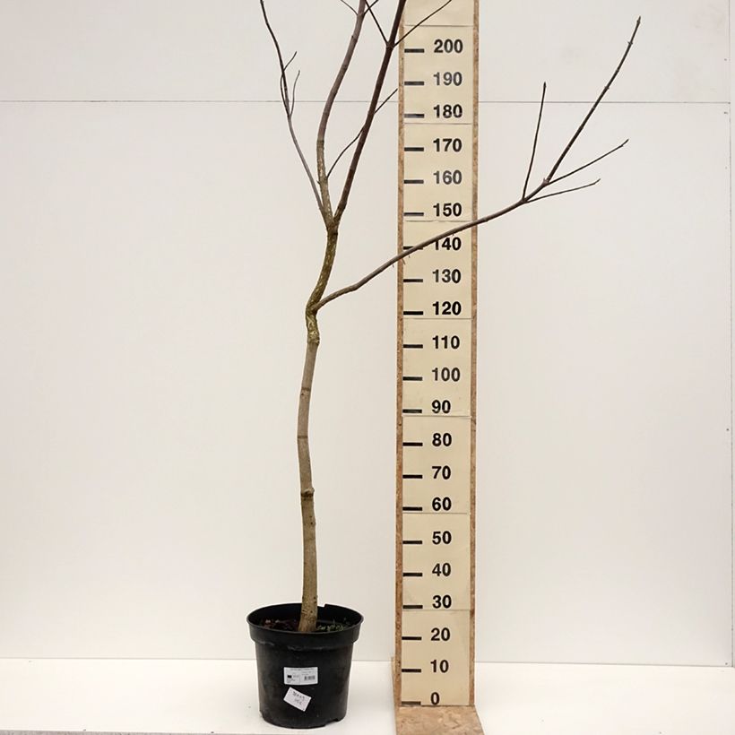 Example of Aesculus glabra October Red - Marronnier de l'Ohio Pot de 20L/25L, Tige as you get in hiver