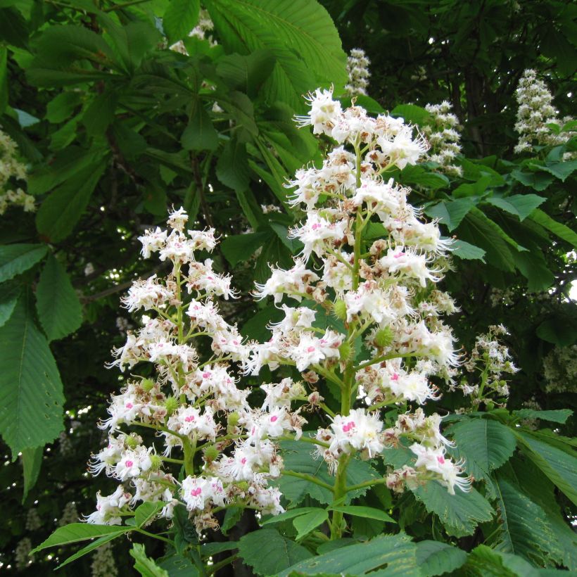 Aesculus hippocastanum - Marronnier commun (Flowering)