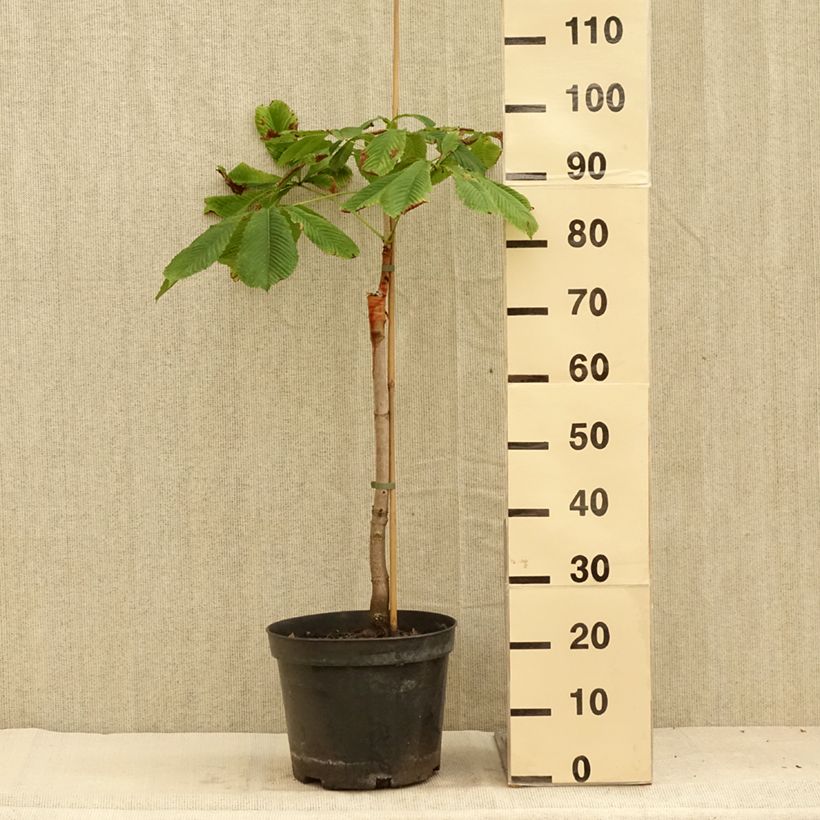 Example of Aesculus hippocastanum Hampton Court Gold - Marronnier commun Pot de 4L/5L as you get in ete