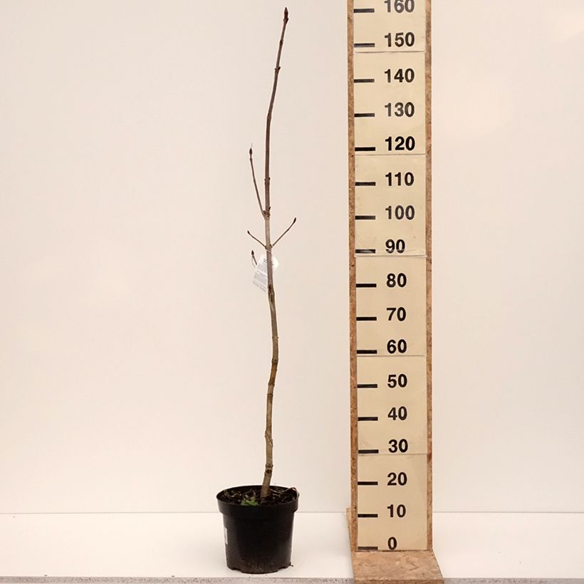 Example of Aesculus hippocastanum Memmingeri - Marronnier commun Pot de 4L/5L as you get in hiver