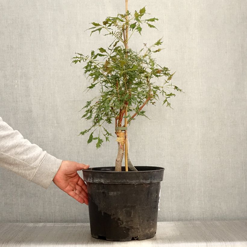 Example of Aesculus Laciniata - Marronnier commun Pot de 7,5L/10L as you get in automne