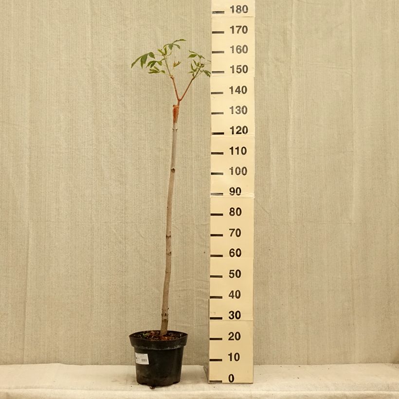 Example of Aesculus pavia Humilis - Marronnier d'ornement  à fleurs rouges Pot de 7,5L/10L as you get in ete