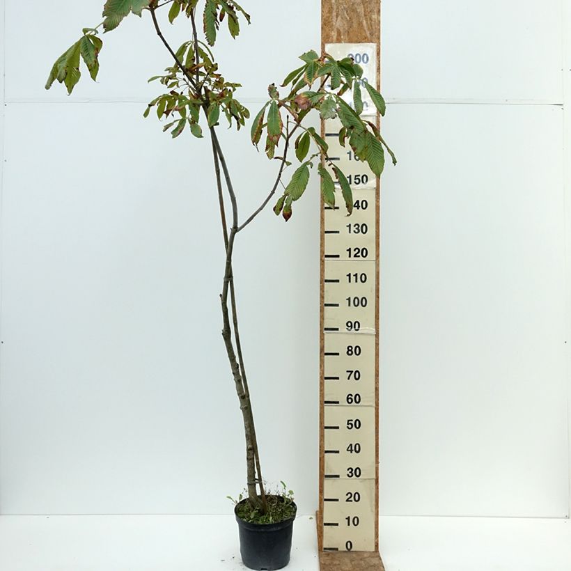 Example of Aesculus x bushii - Marronnier d'ornement Pot de 7,5L/10L, Tige as you get in ete