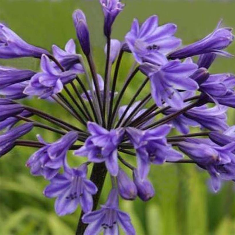 Agapanthe Black Buddhist (Flowering)