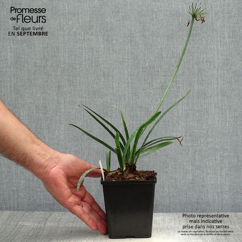 Example of Agapanthe Black Buddhist Godet de 8/9 cm as you get in automne