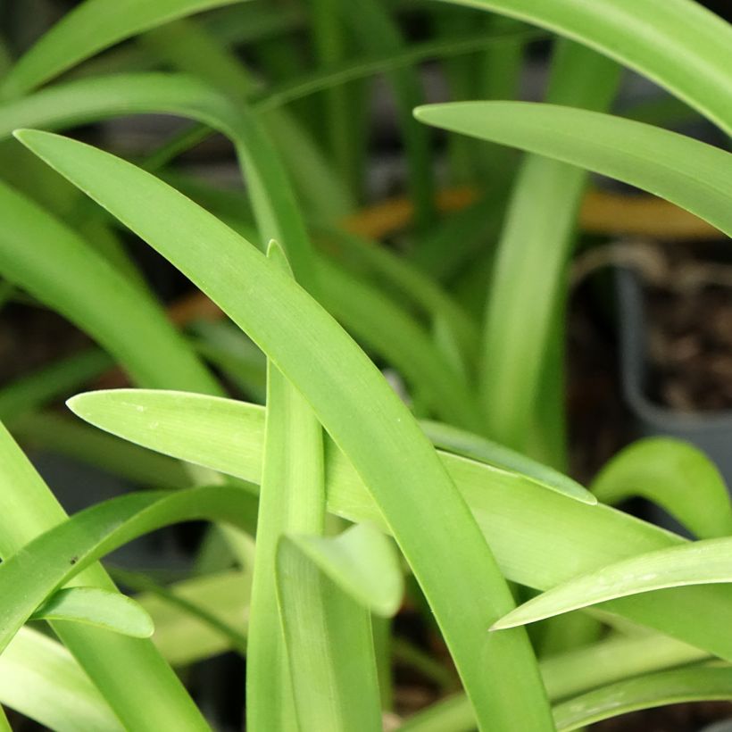 Agapanthe Black Pantha (Foliage)