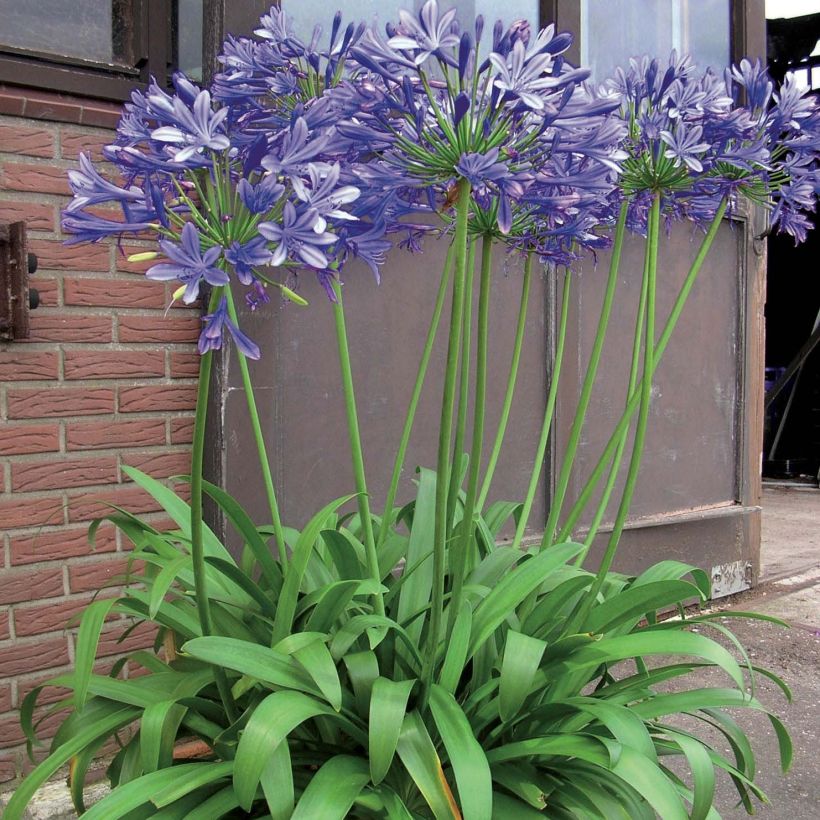 Agapanthe Blue Giant (Plant habit)