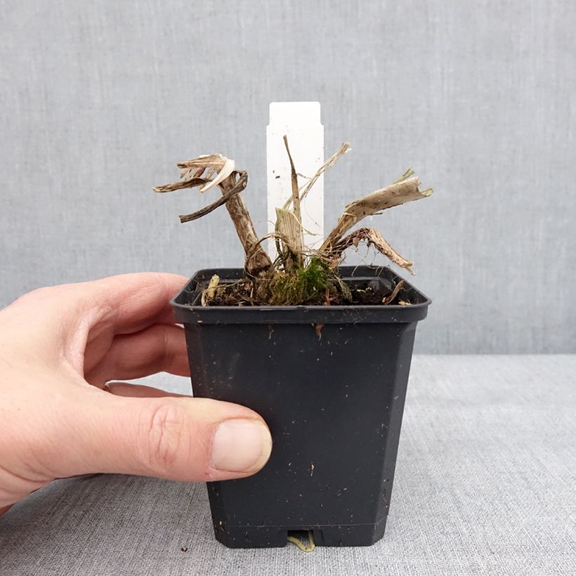 Example of Agapanthe Blue Giant Godet de 8/9 cm as you get in hiver