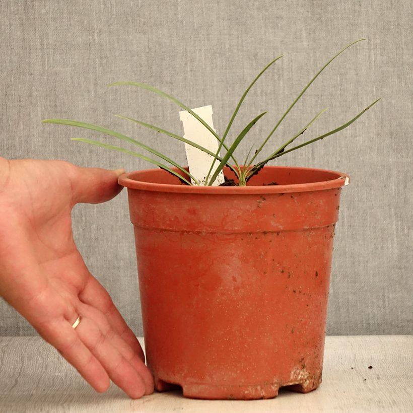 Example of Agapanthe Blue Velvet Pot de 2L/3L as you get in ete