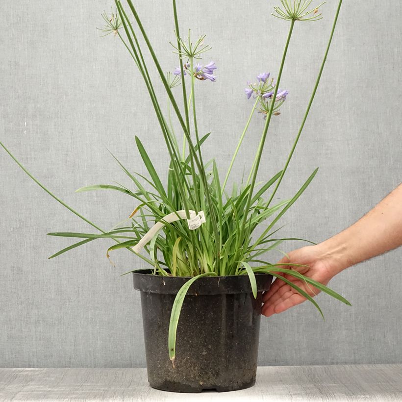 Example of Agapanthe Bluestorm Pot de 7,5L/10L as you get in ete