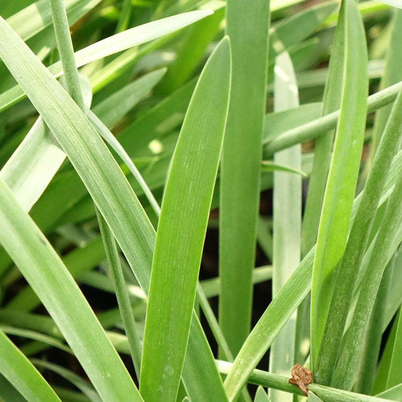 Agapanthe Bluestorm (Foliage)