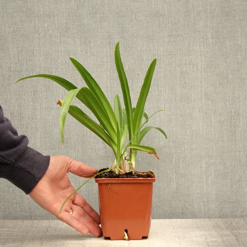 Example of Agapanthe Enigma Pot de 1L/1,5L as you get in ete
