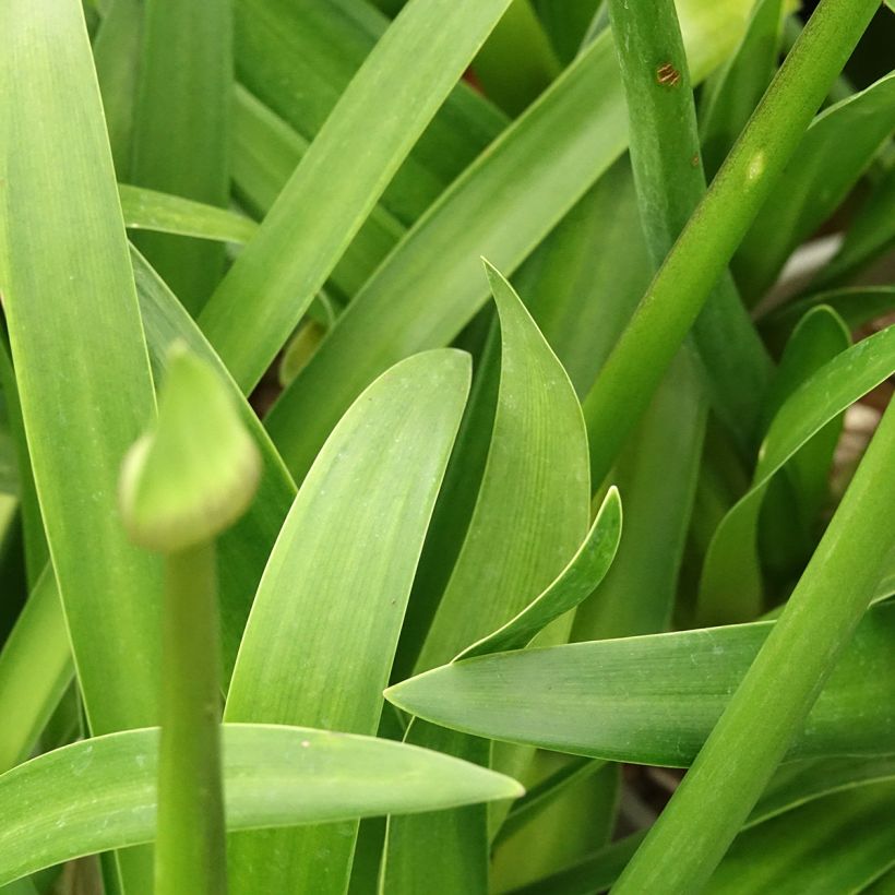 Agapanthe Everpanthus Midnight Moon (Foliage)