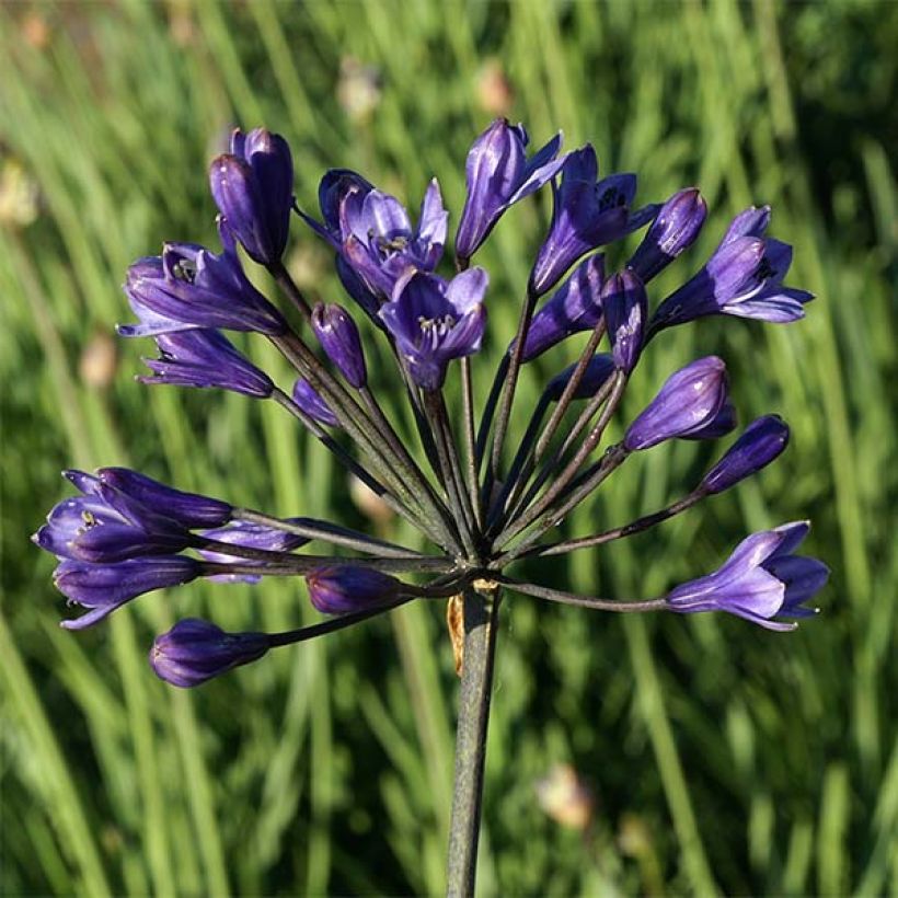 Agapanthe Intermedius (Flowering)