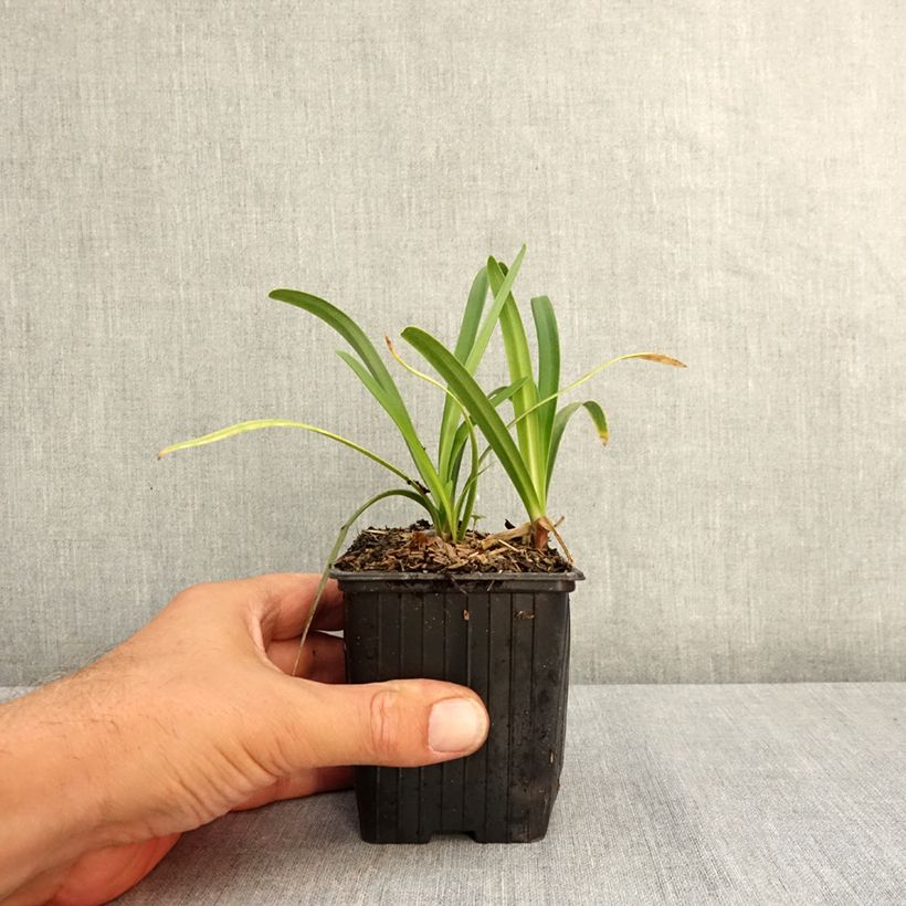 Example of Agapanthe Midnight Sky Godet de 8/9 cm as you get in ete