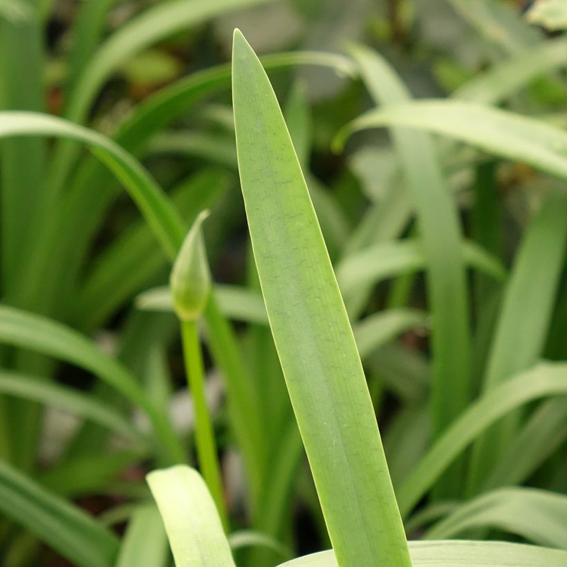 Agapanthe Pitchoune Violet (Foliage)