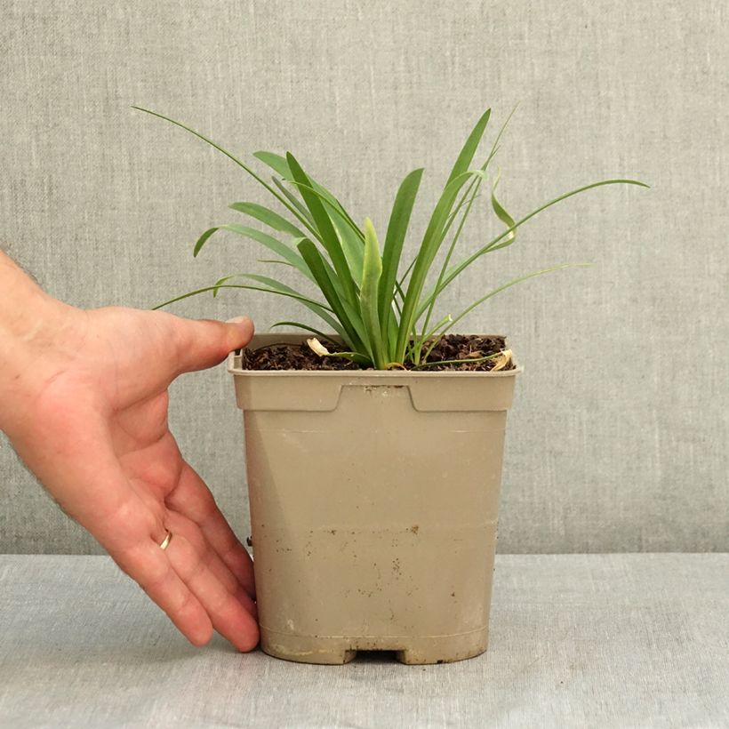 Example of Agapanthe praecox Sofie Pot de 2L/3L as you get in ete
