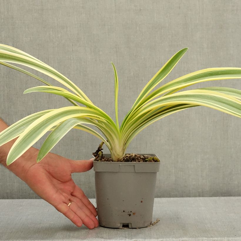 Example of Agapanthe praecox Zambezi Pot de 2L/3L as you get in ete