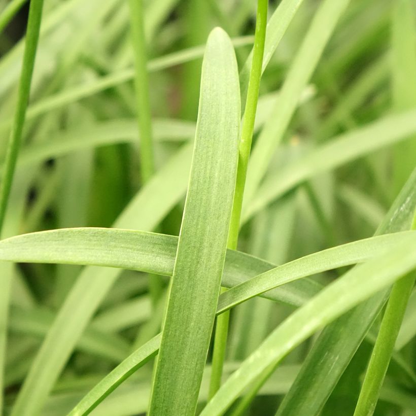 Agapanthe Silver Baby (Foliage)