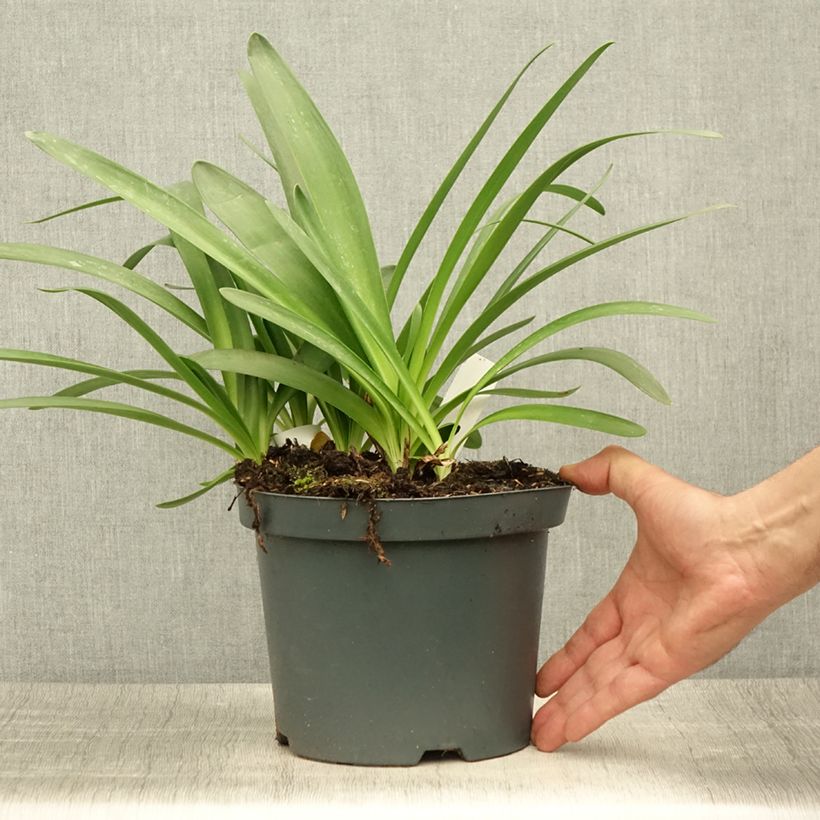Example of Agapanthe Sunfield Pot de 2L/3L as you get in ete