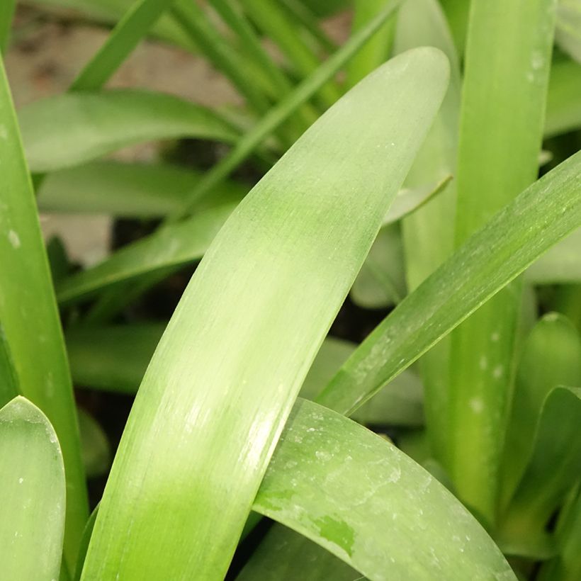Agapanthe Sunfield (Foliage)