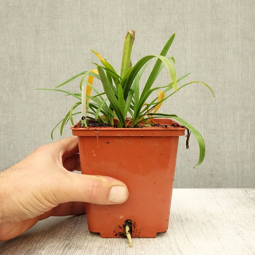 Example of Agapanthe Tom Thumb Pot de 1L/1,5L as you get in automne