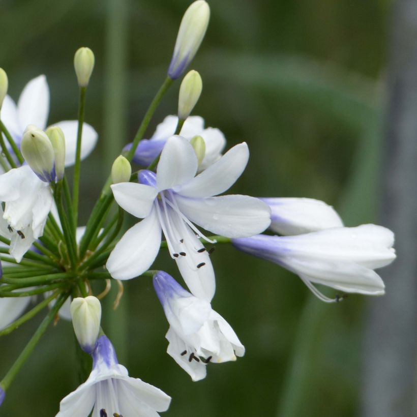 Agapanthe Twister (Flowering)