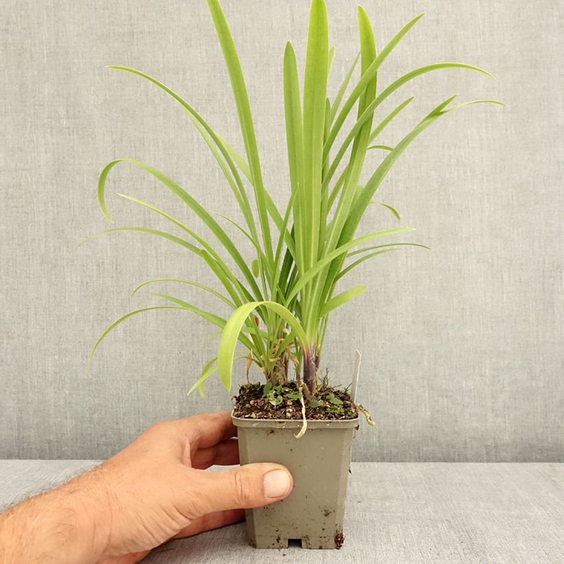 Example of Agapanthe Vallée de la Loire Godet de 8/9 cm as you get in ete