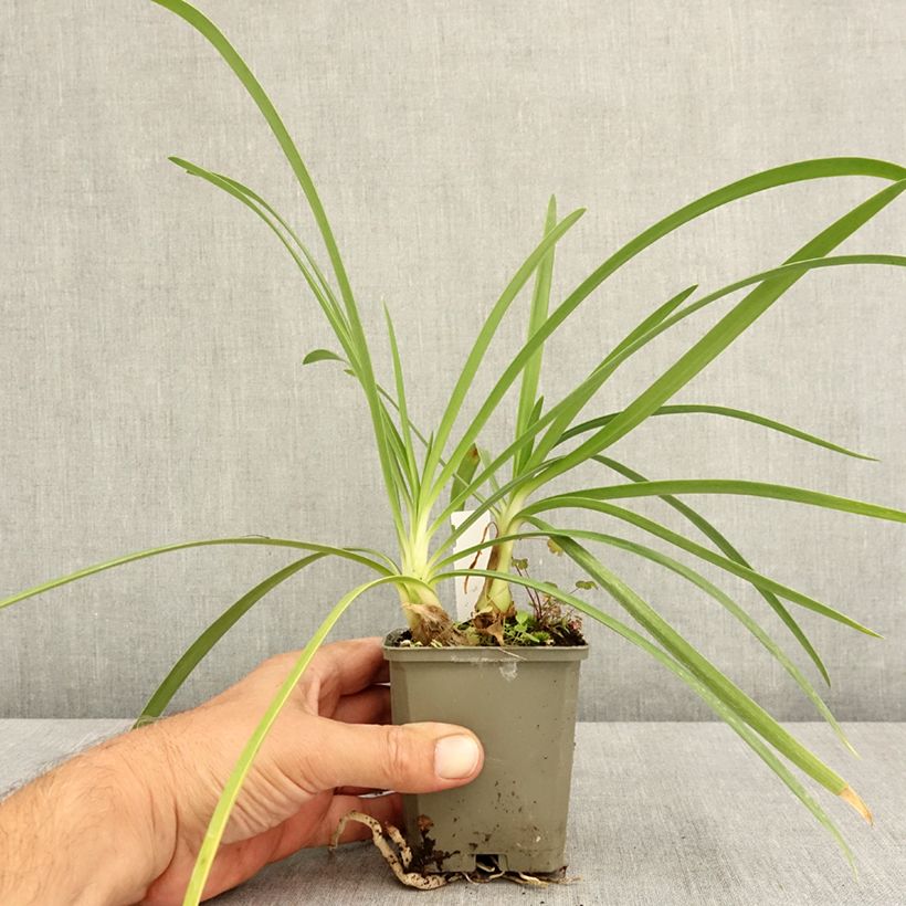 Example of Agapanthe Vallée de la Sarthe Godet de 8/9 cm as you get in ete