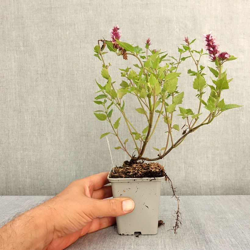 Example of Agastache Beelicious Pink Godet de 7/8 cm as you get in ete